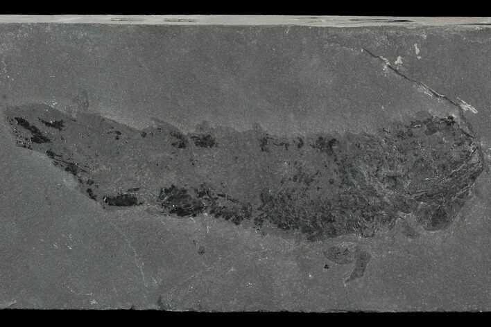 Rare, Devonian Fish (Gyroptychius) Pos/Neg - Scotland #98052